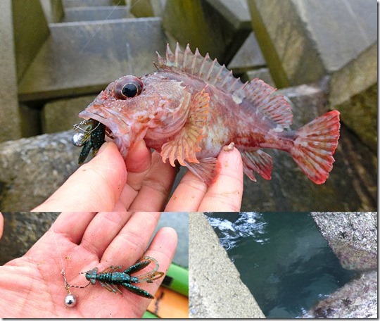 4月末の京都舞鶴の沖テトラでガシラ カサゴ の穴釣り 釣り方や釣れるリグの紹介も ライトルアーフィッシング入門