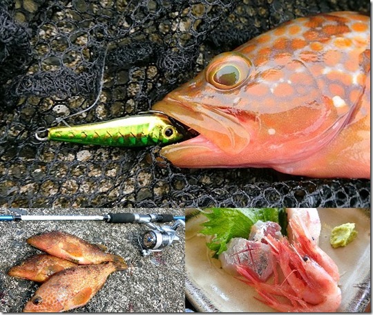 17年7月中旬メタルジグでアコウ爆釣 福井県敦賀での釣果とヒットパターンもあり ライトルアーフィッシング入門