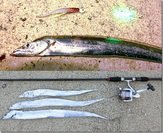 9月上旬の坊勢島でタチウオをルアーで狙う ワインドとフラップ釣法を釣り比べてみました ライトルアーフィッシング入門