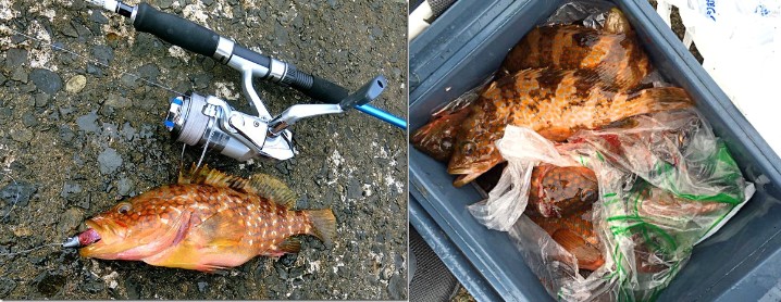 アコウ(キジハタ)ルアー釣り入門|初心者向けタックル・ルアー・釣り方紹介