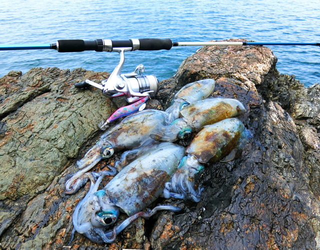 10月上旬福井美浜周辺のエギングで好釣果 ボウズにならない為の秋アオリイカの釣り方も紹介 ライトルアーフィッシング入門