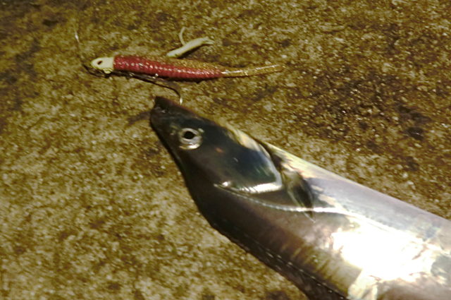 10月上旬岸和田一文字でルアーのタチウオ釣り 釣れない時に使える意外な攻略法とは ライトルアーフィッシング入門