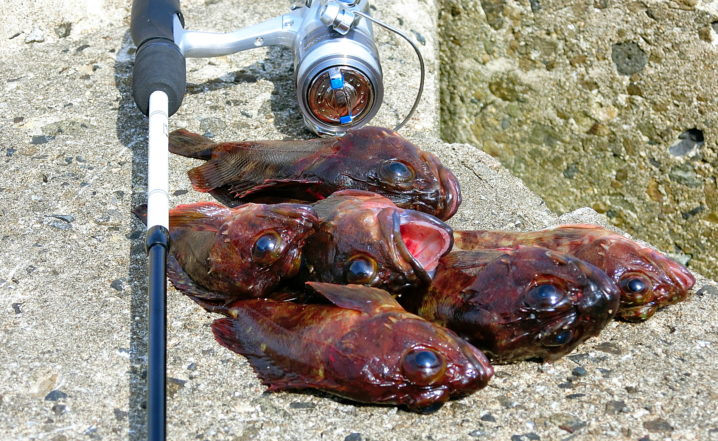 11月上旬淡路島西岸の穴釣りで初心者が好釣果 意外な釣れ方と爆釣条件を紹介 ライトルアーフィッシング入門
