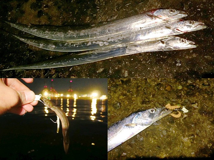 11月中旬神戸7防へタチウオ釣り ドジョウより釣れるワームを発見 使い方も紹介 ライトルアーフィッシング入門