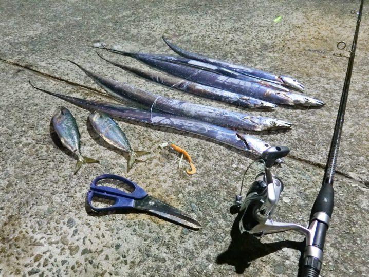 坊勢島ルアーで釣るタチウオの釣果