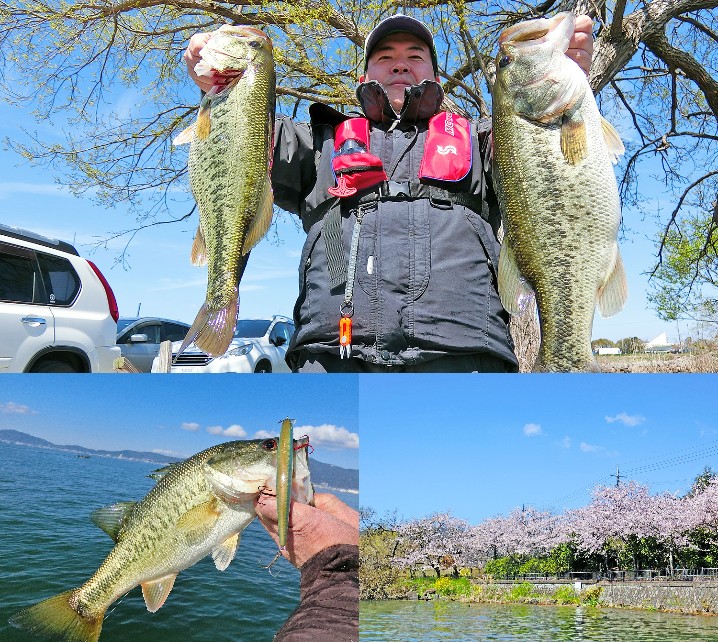 4月中旬バス釣り大会でウィードが無い琵琶湖南湖を攻略！50UPと4匹の40UP必釣パターンとは
