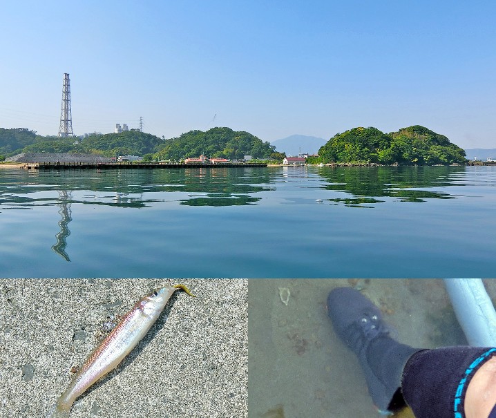 5月下旬福井県敦賀でルアーのキス釣り|マヅメを逃しピーカンベタ凪でも釣れる仕掛と釣り方を紹介