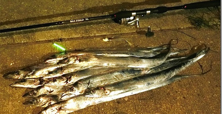 タチウオのルアー釣り入門|初心者向けタックル・ルアー・釣り方紹介