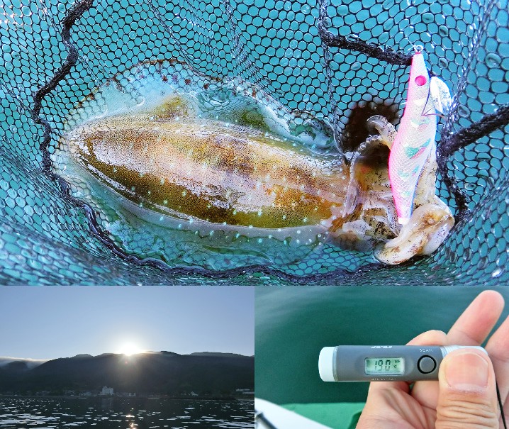 6月中旬福井春エギングでアオリイカをゲット！朝一の短時間で釣る為のエリア・ポイント・釣り方を紹介