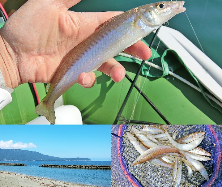 6月中旬福井県敦賀でルアーのキス釣り|肘たたきサイズを含む20cmオーバーが連発！釣り方とヒットルアーを紹介