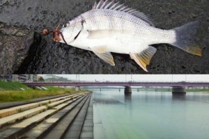 広島の太田川放水路でチニング|当日の釣果・釣り方・釣り場の特徴を紹介