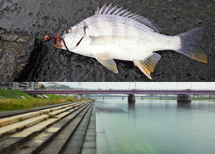 広島の太田川放水路でチニング|当日の釣果・釣り方・釣り場の特徴を紹介