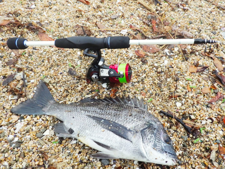 7月上旬兵庫県西宮の甲子園浜チニングで5枚の釣果|ヒットパターンとルアーを紹介