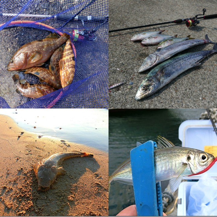 8月の真夏にライトルアーフィッシングで釣れる魚種とその釣り方 | ライトルアーフィッシング入門