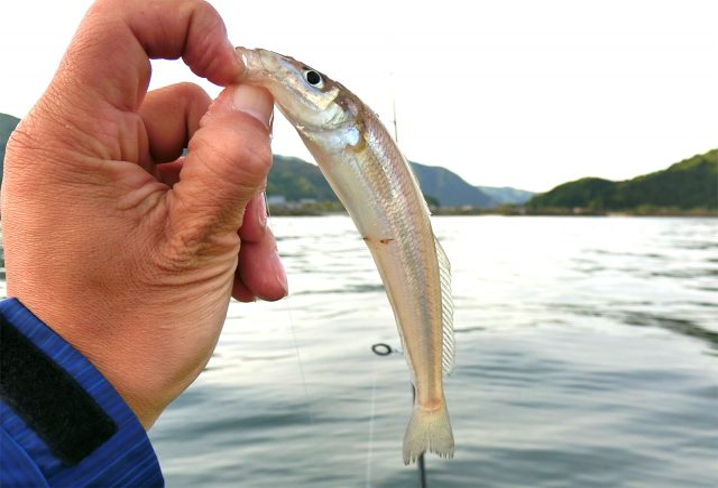 ルアーでのキス釣りは朝マヅメ限定で釣れます