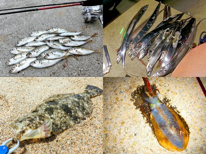 10月の秋にライトルアーフィッシングで釣れる魚種とその釣り方