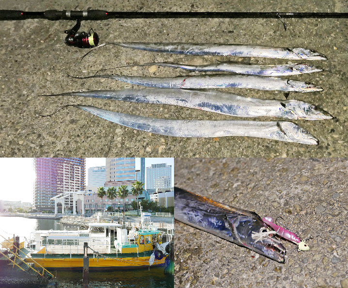9月中旬神戸和田防にてルアーでタチウオ好釣果|2019年の傾向と釣り方を紹介