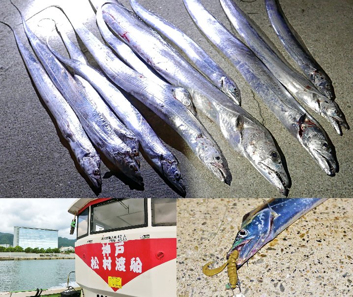 9月下旬神戸７防タチウオ釣りでドラゴン複数釣果！|テンヤで足元狙う際の釣り方・ルアーを紹介