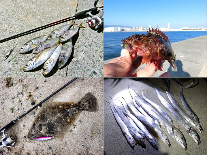 11月の晩秋にライトルアーフィッシングで釣れる魚種とその釣り方