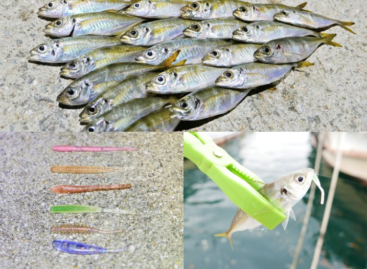 2019年10月中旬坊勢島アジング|小アジが爆釣なので6種類のワームを比較検証してみました