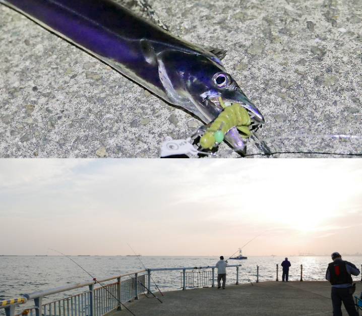 2019年10月下旬甲子園浜へタチウオルアー釣行|低活性時のウキ釣りに負けない釣り方も紹介