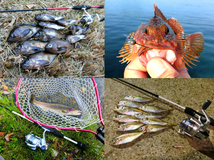 12月の初冬にライトルアーフィッシングで釣れる魚種とその釣り方