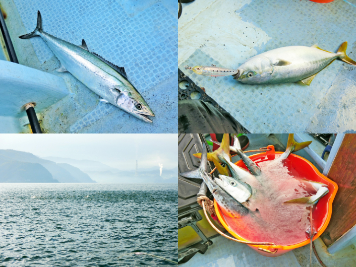11月22日福井オフショアジギングでハマチ・サゴシ爆釣！トッププラグとシンキングペンシルの釣れ方の違いも紹介