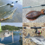 6月の梅雨にライトルアーフィッシングで釣れる魚種とその釣り方