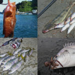 7月の夏にライトルアーフィッシングで釣れる魚種とその釣り方