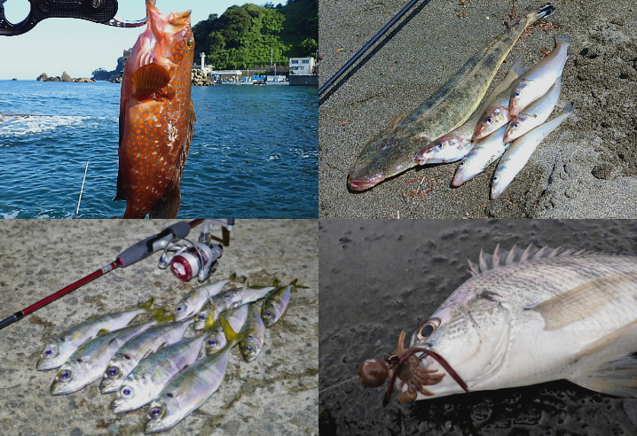 7月の夏にライトルアーフィッシングで釣れる魚種とその釣り方