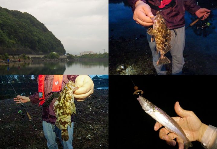 6月上旬淡路島へ根魚・チニング釣行で五目達成したルアーとは｜根魚が釣れるタイミングも紹介