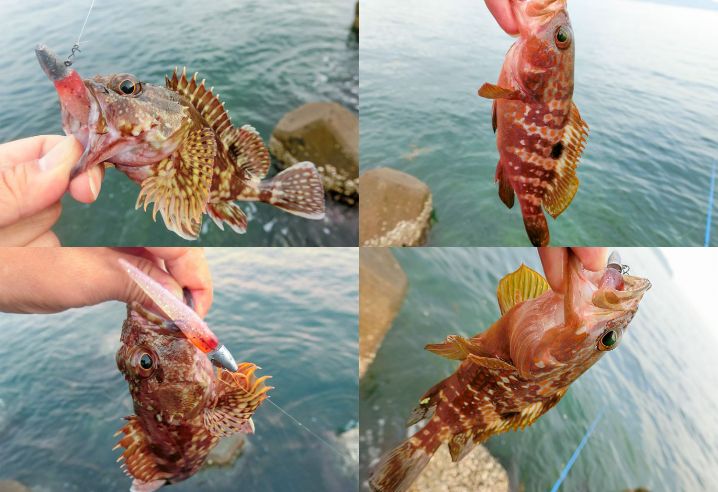 6月中旬福井根魚ルアーキャスティングでガシラ・アコウ（キジハタ）がヒット！釣れたルアーと釣り方を紹介