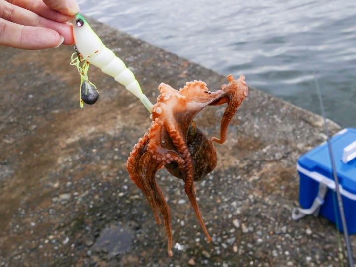 7月中旬大阪湾の沖堤防タコ釣りで好釣果|初心者でもタコが釣れる6つのコツを紹介