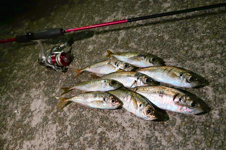 真夏の坊勢島アジング釣行|良型を釣る為の狙い方と最終兵器的ワームを紹介