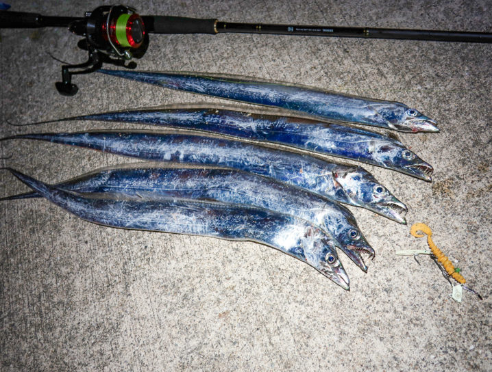9月下旬ルアーでのタチウオ釣りの釣果