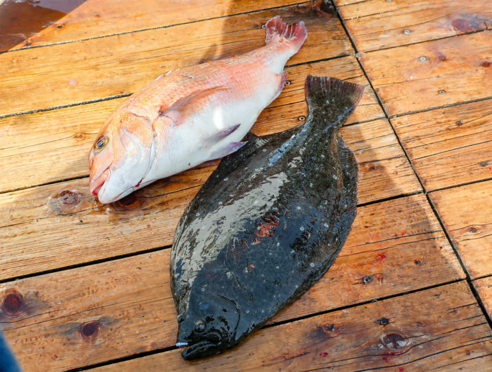 辨屋（海上釣り堀）の養殖魚って天然の魚と比べて美味しいの？