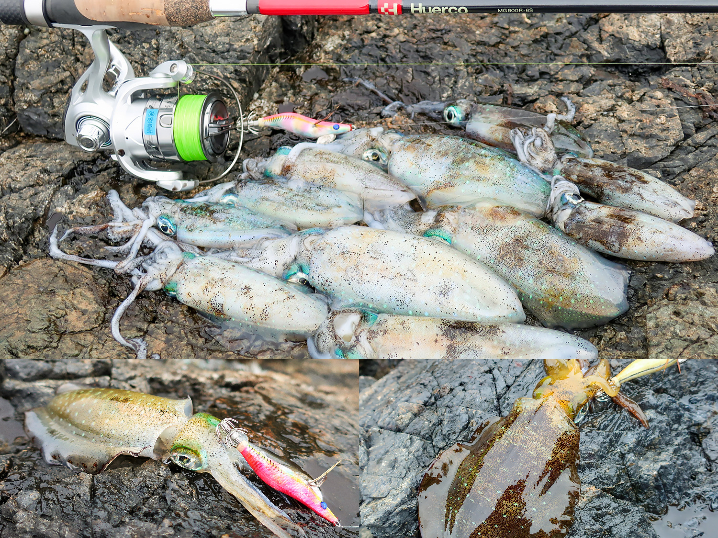 9月中旬福井エギング釣行で好釣果|沖磯でアオリイカを数釣る2つのコツを紹介