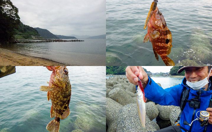 8月中旬福井アコウ・根魚ルアー釣行|台風直後でも好釣果となった釣り方とルアーを紹介