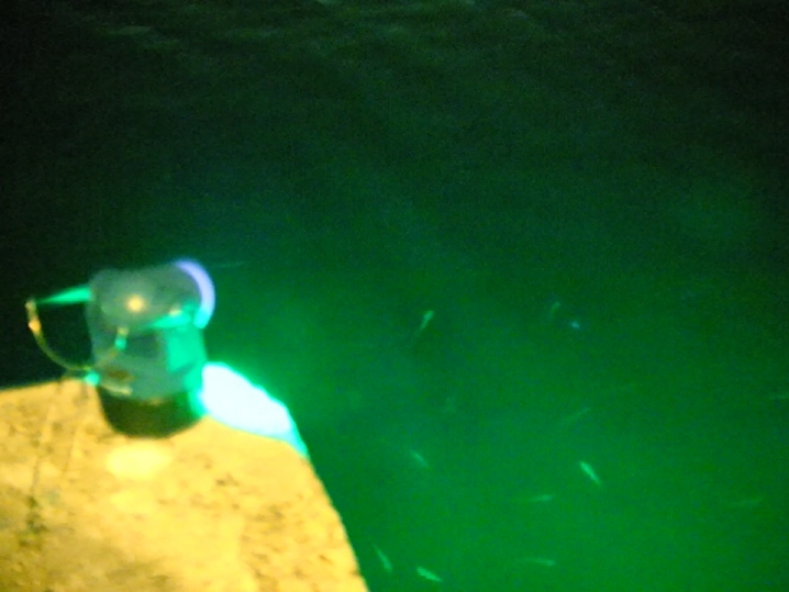 集魚灯を確認してみるとめっちゃ小魚が集まっていました