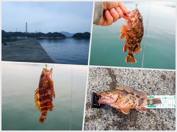 5月中旬福井の沖防波堤で良型ガシラ（カサゴ）爆釣！ガシリングで入れ食いとなったルアーと釣り方を紹介