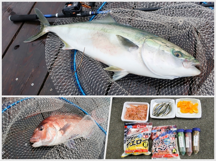 5月下旬海上釣り堀カタタの釣堀でエサ取りだらけの中で好釣果|釣り方と効果的なエサを紹介