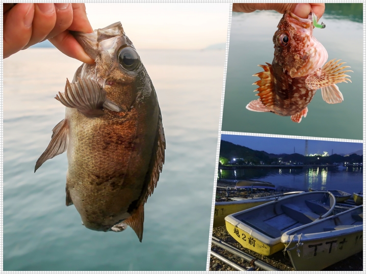 5月中旬福井でデイメバリング|防波堤でのメバル釣りで役立つジグヘッドの紹介