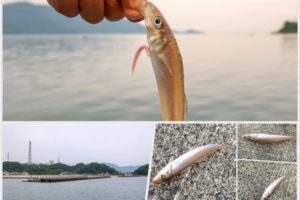 5月中旬福井にてルアー（ワーム）でキス釣り|より数釣る為に気を付けるべき２つの事