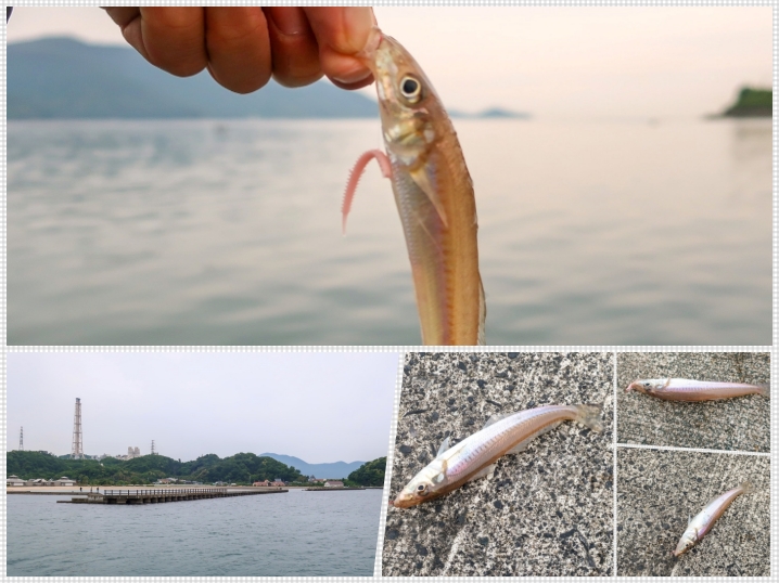 5月中旬福井にてルアー（ワーム）でキス釣り|より数釣る為に気を付けるべき２つの事