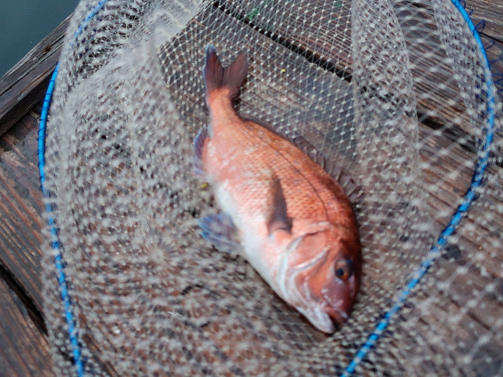 【快釣エサγ（ガンマ）】で2匹目の真鯛が釣れました