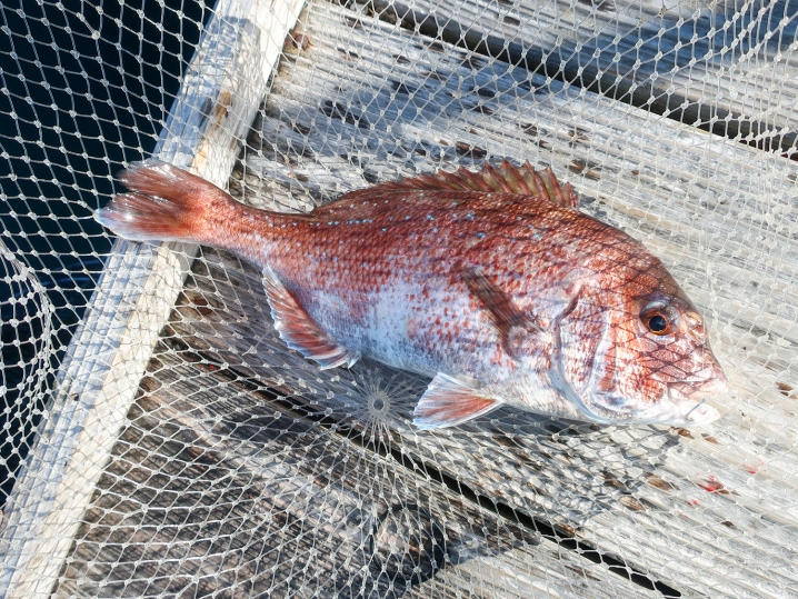 大阪海上釣り堀サザンでそれぞれの魚が釣れた詳細