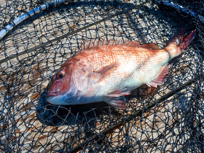 大阪海上釣り堀サザンでそれぞれの魚が釣れた詳細2