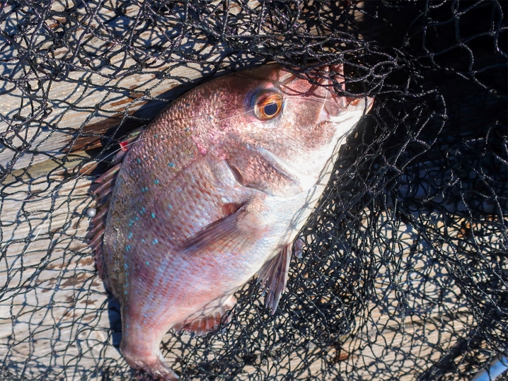 大阪海上釣り堀サザンでそれぞれの魚が釣れた詳細3