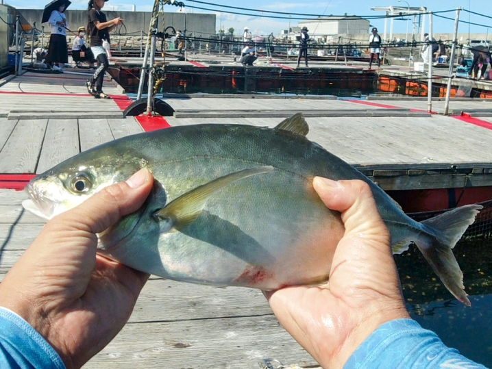 大阪海上釣り堀サザンでそれぞれの魚が釣れた詳細4