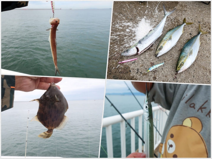 大阪南港魚つり園護岸釣行での釣果